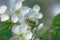 Bee collects pollen and nectar white flowers cherry tree. Flowers cherry tree blossomed. Honey and medicinal plants Ukraine.