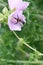 Bee collects pollen on pink flower