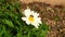 A bee collects pollen on a white daisy flower.