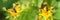 A bee collects pollen from a yellow field flower in a meadow on sunny day. Blurry green grass background banner