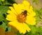 Bee collects pollen from yellow flowers perennial asters in the