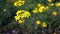 Bee collects pollen from yellow wild chamomile. A bee pollinates a field with daisies.