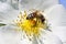 The bee collects the sweet pollen from the white rosehip flower. Macro photography. The world of insects