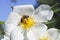 The bee collects the sweet pollen from the white rosehip flower. Macro photography. The world of insects