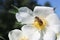 The bee collects the sweet pollen from the white rosehip flower. Macro photography. The world of insects. Selective focus