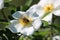 The bee collects the sweet pollen from the white rosehip flower. Macro photography. The world of insects. Selective focus