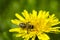 The bee collects the yellow nectar on the legs from the yellow dandelion