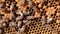 Bee colony. Dark honeycomb. Bees at work.