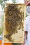 Bee colony on the honeycombs. Beekeeping and getting honey. Hive