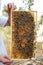 Bee colony on the honeycombs. Beekeeping and getting honey. Hive