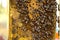 Bee colony on the honeycombs. Beekeeping and getting honey. Hive