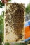 Bee colony on the honeycombs. Beekeeping and getting honey. Hive