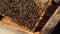 Bee colony. Worker bees make up the majority of the hive