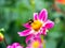 Bee on a colorful single blooming Peony pink and white Dahlia with broad and flat petals and green bokeh leaf background