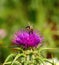 Bee on colorful Wild flower of silybum marianum