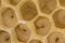 Bee combs with bee eggs and young bees - drones