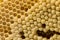 Bee combs with bee eggs and young bees - drones