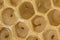 Bee combs with bee eggs and young bees - drones