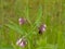 Bee on a comfrey flower - Symphytum officinale