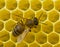 Bee complete work on creating honeycombs
