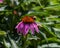 a bee on a coneflower in the back garden