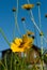 Bee on coreopsis flower