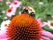 Bee on a corn flower