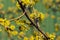 Bee on a cornel tree. Yellow flowers. The concept of the arrival of spring.Honey production. . Blooming tree, close up. Honey Bee