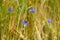 A bee on a cornflower in the cornfield