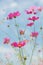 Bee on Cosmos, Mexican aster flowers against blue sky