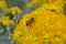 Bee crawling across pollen filled yellow flowers