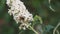 Bee crawling along the bud of a white spring flower macro. spring nature close up. pollination of fruit plants