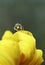 bee crawling on a yellow petal of the sunflower looking for nectar