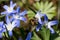 bee crawls over delicate petals of a blue-violet blooming