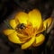 Bee at crocus chrysanthus