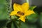 Bee and cucumber flower.