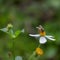 Bee and daisy flower taken by macro