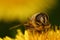 Bee on dandelion