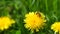 Bee on a dandelion