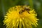 Bee on dandelion