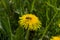 Bee on dandelion