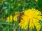 A bee at a Dandelion flower at flowerbed