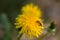 Bee on dandelion flower. Yellow flowers close up macro insect.