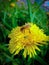 Bee from a dandelion in the garden