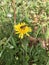 Bee on a Dandelion weed