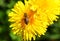 Bee on the dandelions flower in the spring
