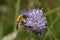 Bee on Devil`s-bit Scabious