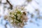 A bee drinking nectar on a cherry