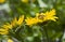 Bee Drinking Nectar from Yellow Daisy
