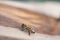 Bee drinks water.Bee on a piece of wood